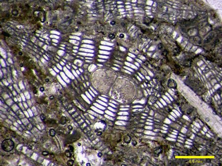 Lepidocyclina 2