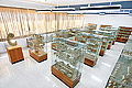 Museo de paleontología